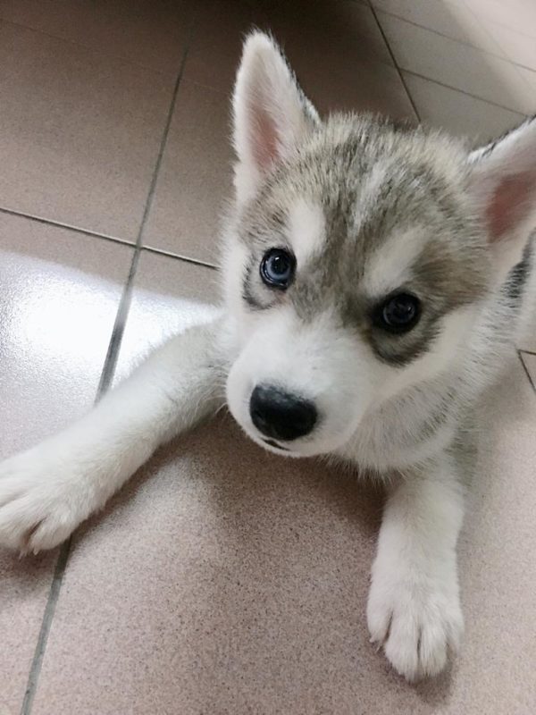 A HowTo Guide To Owning And Caring For A Siberian Husky