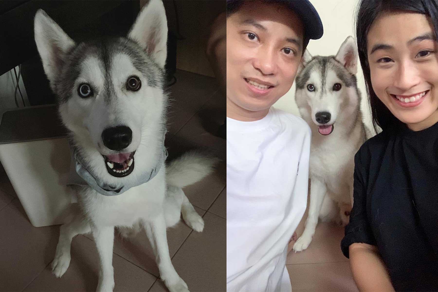 How To Take Care Husky Puppy In Malaysia