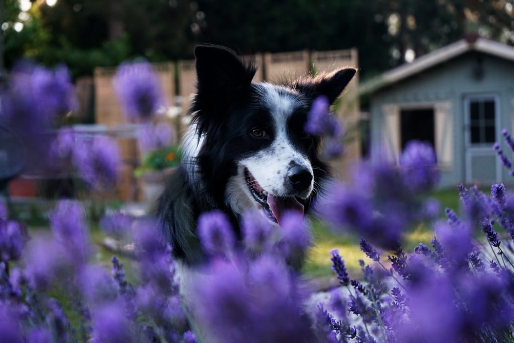 Dog lavender flowers