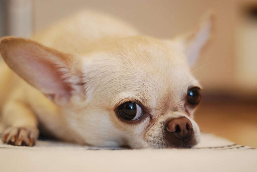 What s That Gross Stuff In My Dog s Eye Here Are 5 Types Of Eye 