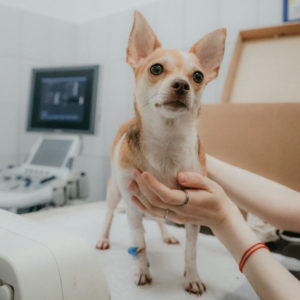 Healthier with less vet visits